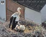 Capi_Dubne_20250611_193003.jpg