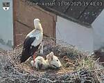Capi_Dubne_20250611_194003.jpg