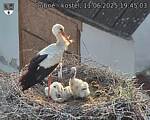 Capi_Dubne_20250611_194503.jpg