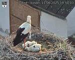 Capi_Dubne_20250611_195003.jpg