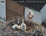 Capi_Dubne_20250611_200503.jpg