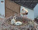 Capi_Dubne_20250611_203003.jpg