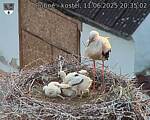 Capi_Dubne_20250611_203502.jpg