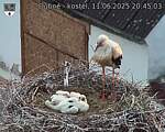 Capi_Dubne_20250611_204503.jpg