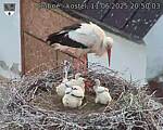 Capi_Dubne_20250611_205003.jpg