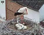Capi_Dubne_20250611_210003.jpg