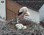 Capi_Dubne_20250611_210503.jpg
