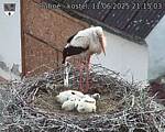 Capi_Dubne_20250611_211503.jpg