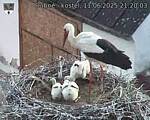 Capi_Dubne_20250611_212003.jpg