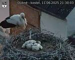 Capi_Dubne_20250611_213003.jpg