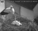 Capi_Dubne_20250611_214003.jpg