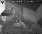 Capi_Dubne_20250611_215003.jpg