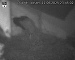 Capi_Dubne_20250611_234502.jpg