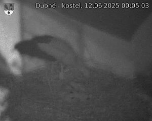 Capi_Dubne_20250612_000503.jpg (1350 x 1080)