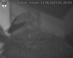 Capi_Dubne_20250612_012003.jpg (1350 x 1080)