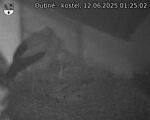 Capi_Dubne_20250612_012502.jpg
