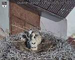 Capi_Dubne_20250612_075003.jpg