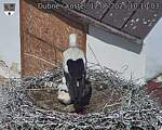 Capi_Dubne_20250612_101003.jpg