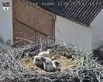 Capi_Dubne_20250612_171003.jpg