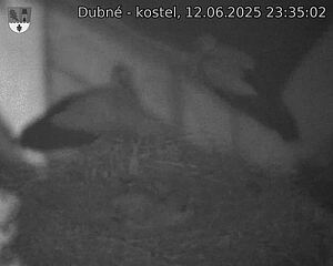 Capi_Dubne_20250612_233502.jpg (1350 x 1080)