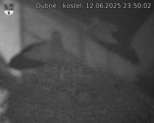 Capi_Dubne_20250612_235002.jpg (1350 x 1080)
