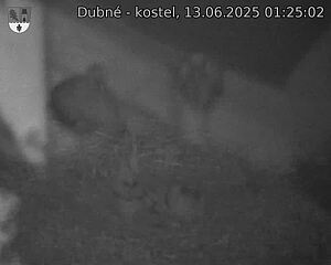 Capi_Dubne_20250613_012502.jpg (1350 x 1080)