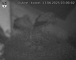 Capi_Dubne_20250613_030002.jpg