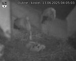 Capi_Dubne_20250613_040503.jpg