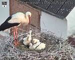 Capi_Dubne_20250613_044502.jpg