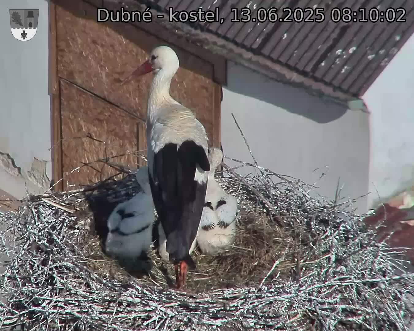 Capi_Dubne_20250613_081002.jpg (1350 x 1080)