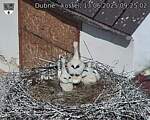 Capi_Dubne_20250613_092502.jpg