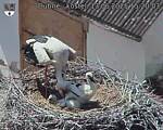 Capi_Dubne_20250613_152003.jpg
