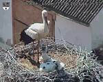 Capi_Dubne_20250613_162502.jpg