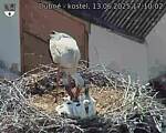 Capi_Dubne_20250613_171002.jpg