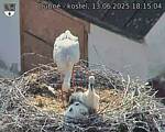 Capi_Dubne_20250613_181504.jpg