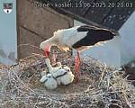Capi_Dubne_20250613_202003.jpg