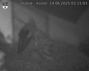 Capi_Dubne_20250614_031503.jpg (1350 x 1080)