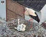 Capi_Dubne_20250614_050003.jpg