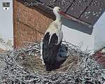 Capi_Dubne_20250614_102503.jpg