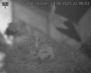 Capi_Dubne_20250614_220003.jpg (1350 x 1080)