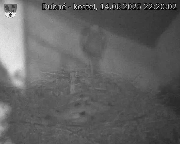 Capi_Dubne_20250614_222002.jpg (1350 x 1080)