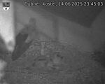 Capi_Dubne_20250614_234503.jpg