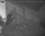 Capi_Dubne_20250614_235003.jpg