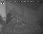 Capi_Dubne_20250614_235502.jpg
