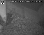 Capi_Dubne_20250615_000003.jpg