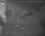 Capi_Dubne_20250615_004002.jpg