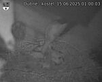 Capi_Dubne_20250615_010003.jpg