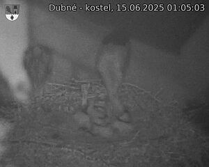 Capi_Dubne_20250615_010503.jpg (1350 x 1080)
