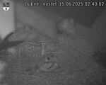 Capi_Dubne_20250615_024002.jpg