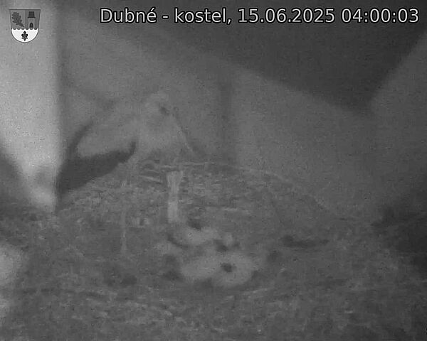 Capi_Dubne_20250615_040003.jpg (1350 x 1080)